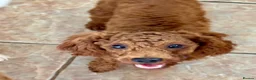Toy Poodle dogs for sale: Male Toy Poodle  - Advert 3