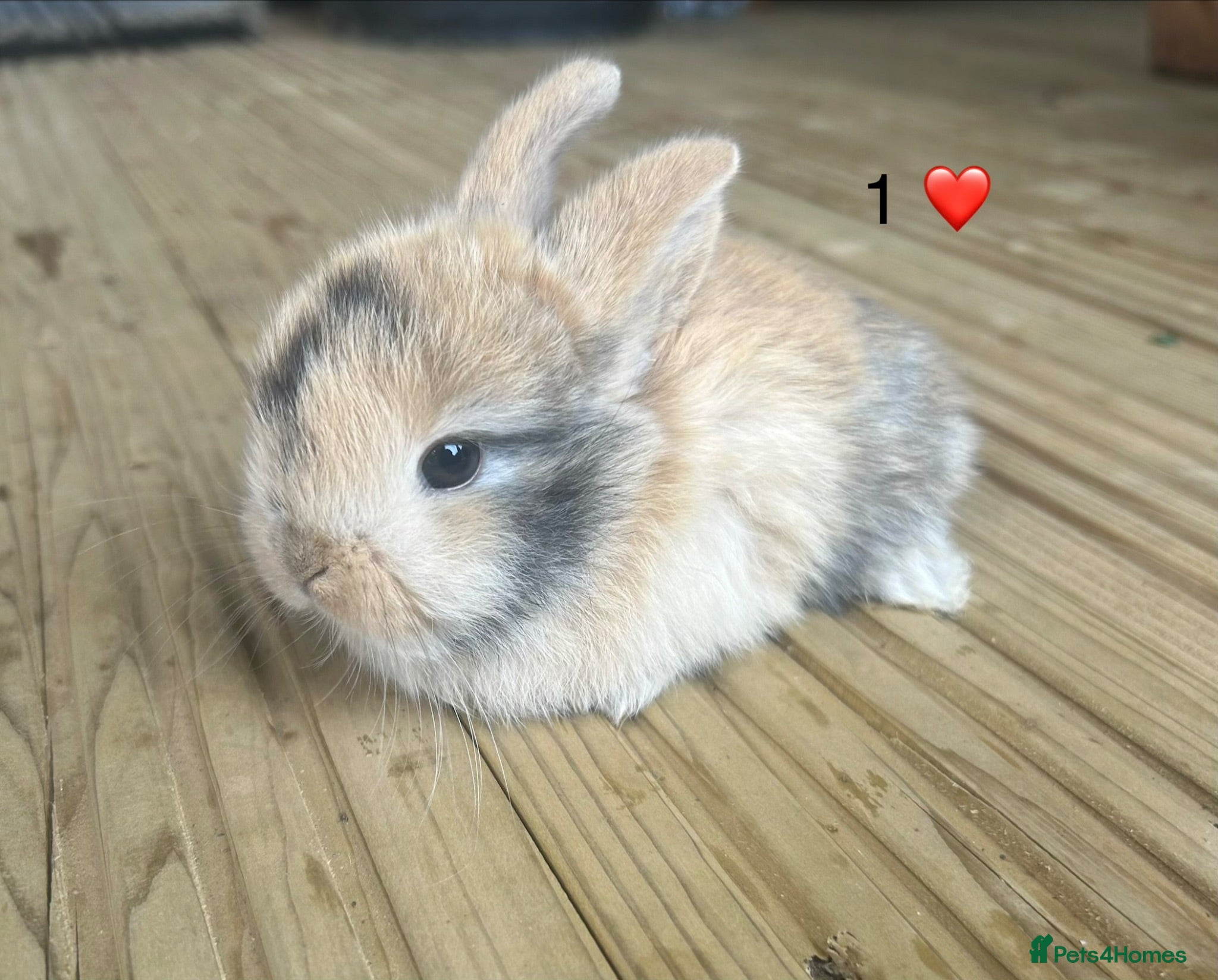 Mini Lop rabbits 6 pure mini lops - Advert 1