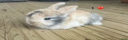 Mini Lop rabbits for sale: 6 pure mini lops - Advert 1