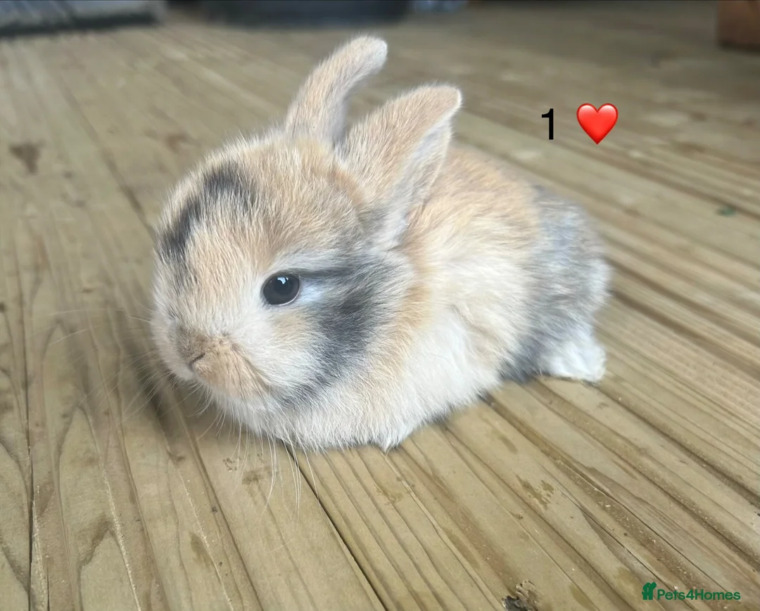 Mini Lop rabbits for sale: 6 pure mini lops - Advert 1