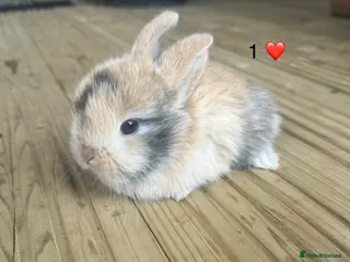 Mini Lop rabbits for sale: 6 pure mini lops - Advert 1