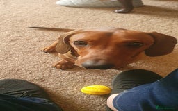 Dachshund dogs for sale: Available now. 10 month old puppy Dachshund  - Image 3