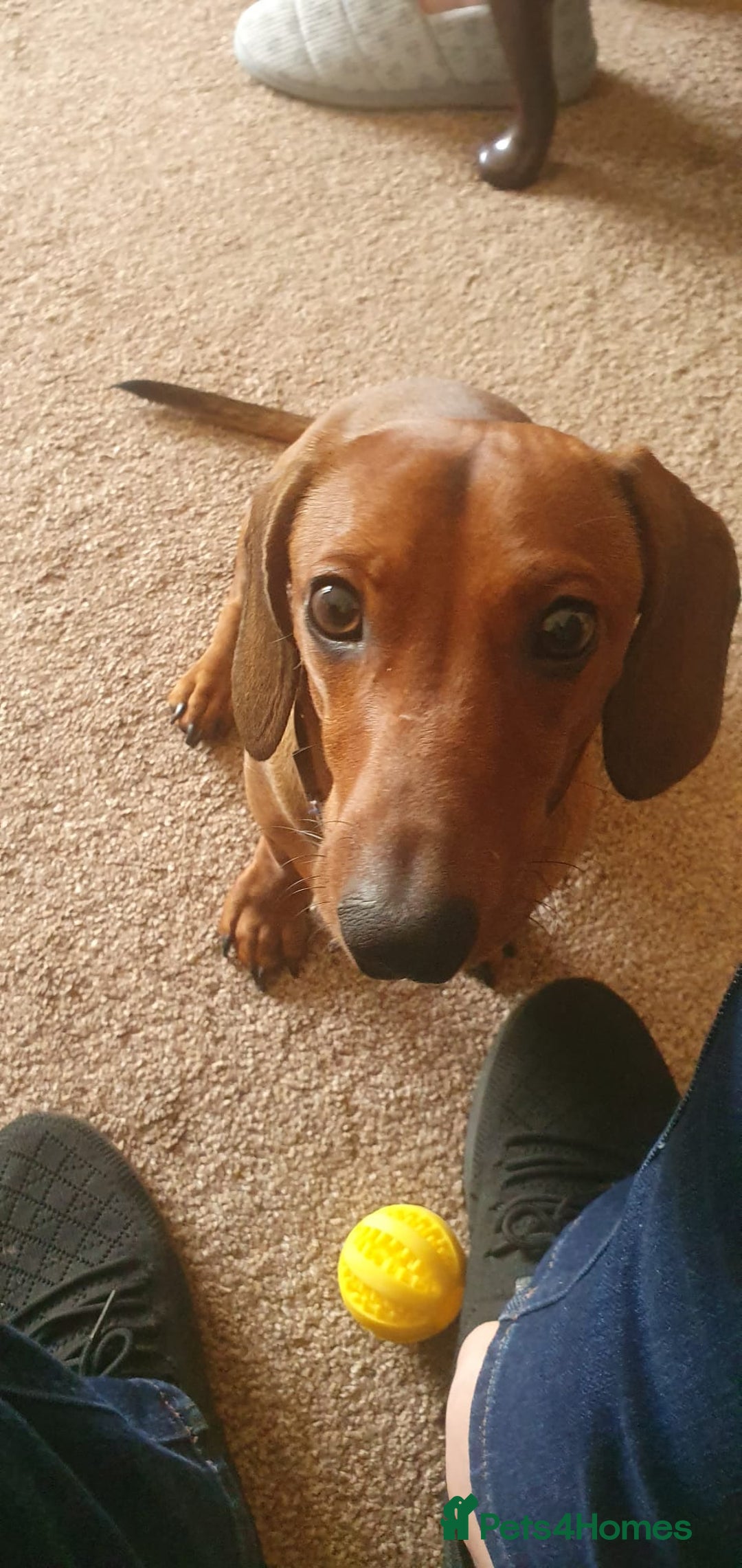 Dachshund dogs for sale: Available now. 10 month old puppy Dachshund  - Image 3
