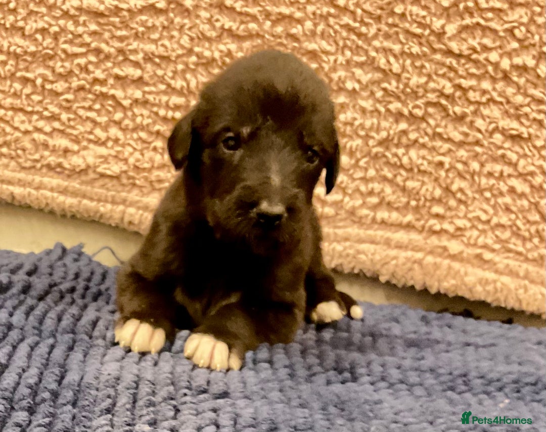 Mixed Breed dogs for sale: WOLFADOODLE F1B REVERSE. IRISH WOLFHOUND X  - Advert 19