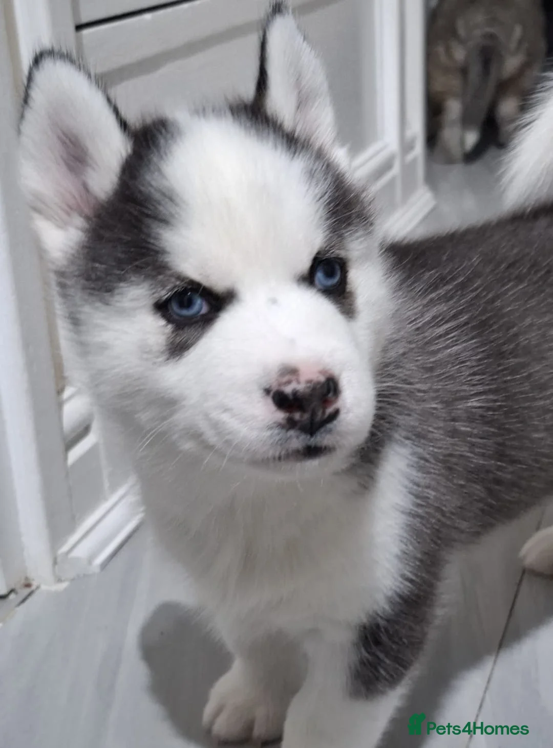 Siberian Husky dogs for sale: Siberian Huskies- BIG and WOOLY (4 Female, 1 Male) - Advert 8