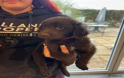 Sproodle dogs for sale: Ready now Springer cross labradoodle - Image 11