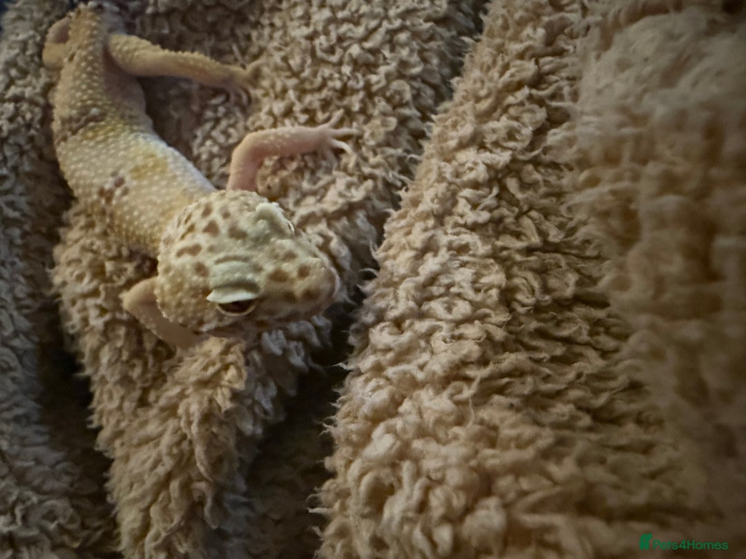 Leopard Gecko reptiles for sale: Friendly leopard gecko - Advert 6