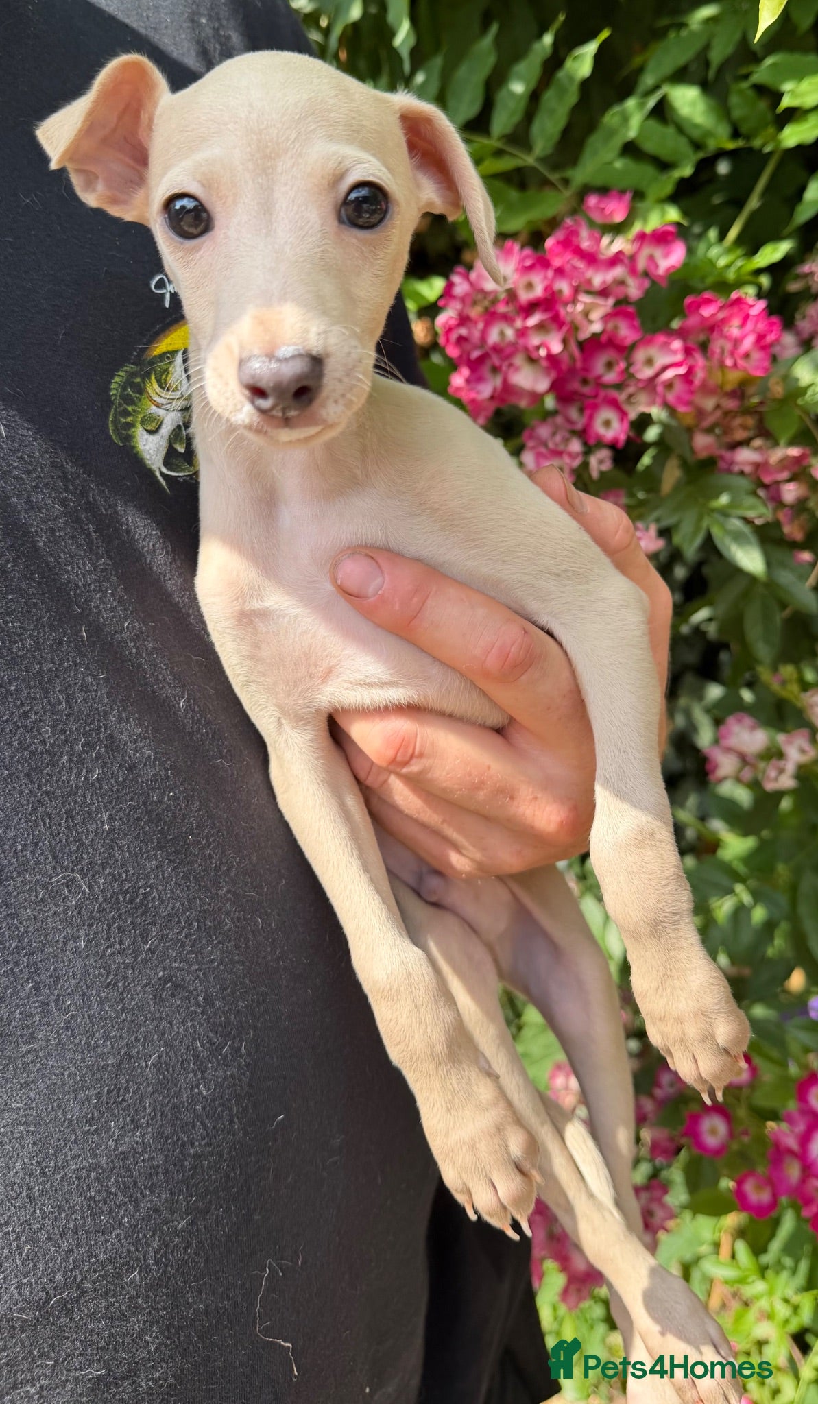 Italian Greyhound dogs 🐾Stunning cream kc registered iggys🐾 - Advert 2