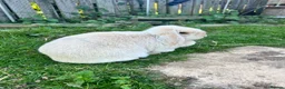 Mini Lop rabbits for sale: Cream Mini Lop Female in Bury Saint Edmunds - Advert 2