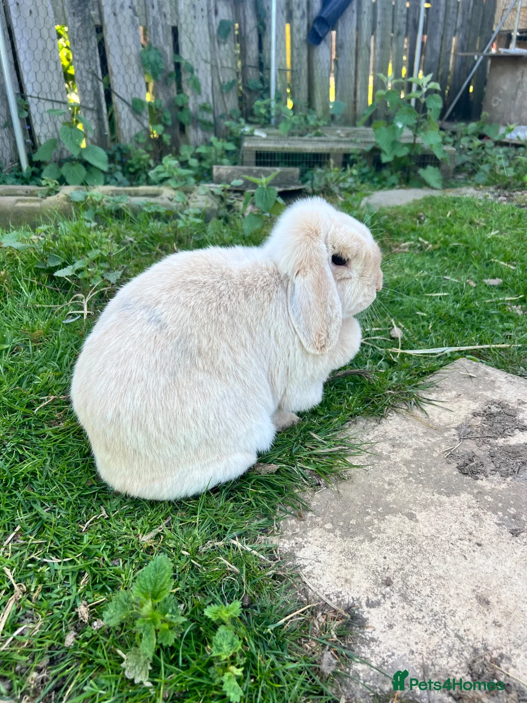 Mini Lop rabbits for sale: Cream Mini Lop Female in Bury Saint Edmunds - Advert 2