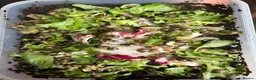 Snails invertebrates for sale: African snail babies  - Advert 1