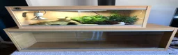 Gecko reptiles for sale: Leopard gecko  in Stafford - Advert 3