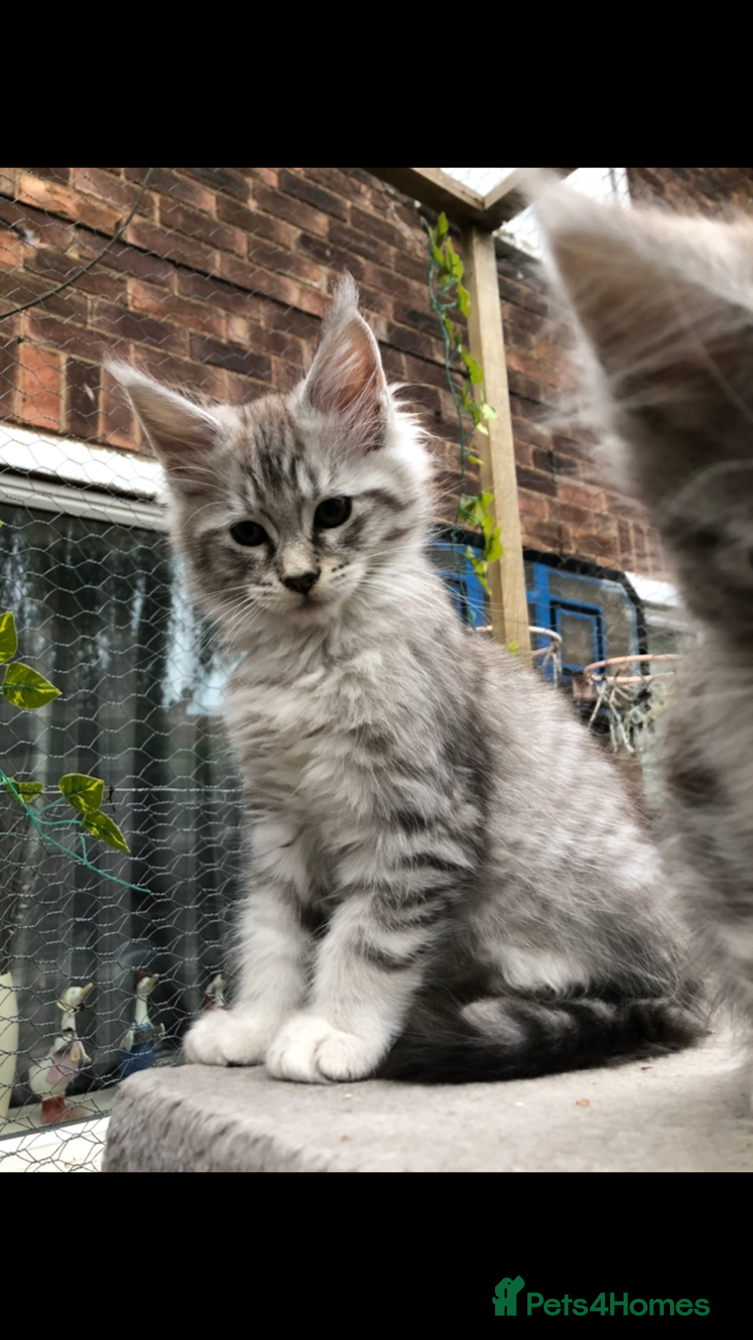 Maine Coon cats for sale: Maine coon kittens ready now - Image 2