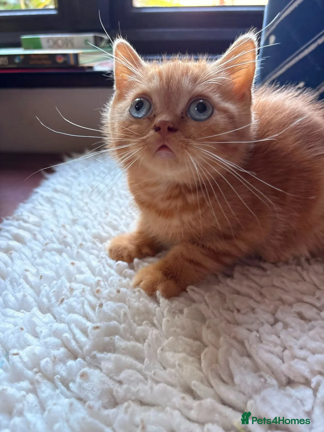 British Shorthair cats for sale: Blue-Eyed Red British Shorthair Boy (DBE) - Advert 14
