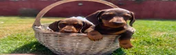 Miniature Dachshund dogs for sale: True miniature chocolate dachshunds  - Advert 3