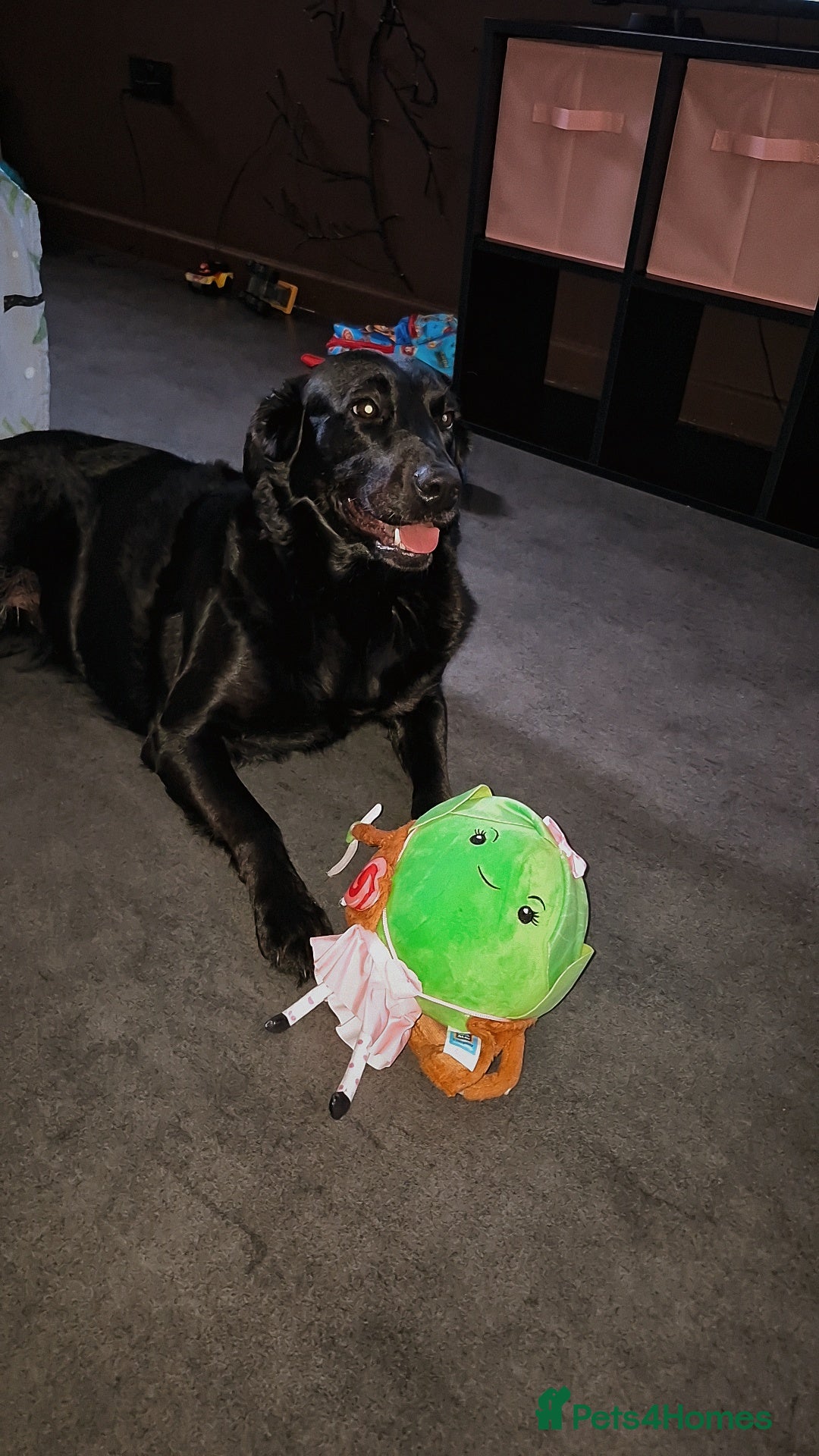 Mixed Breed dogs LABRADOR - Advert 2