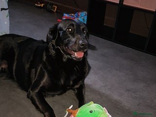 Mixed Breed dogs LABRADOR - Advert 6