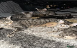 Domestic Shorthair cats for sale: Adorable tabby/bengal kittens to a good home - Image 17