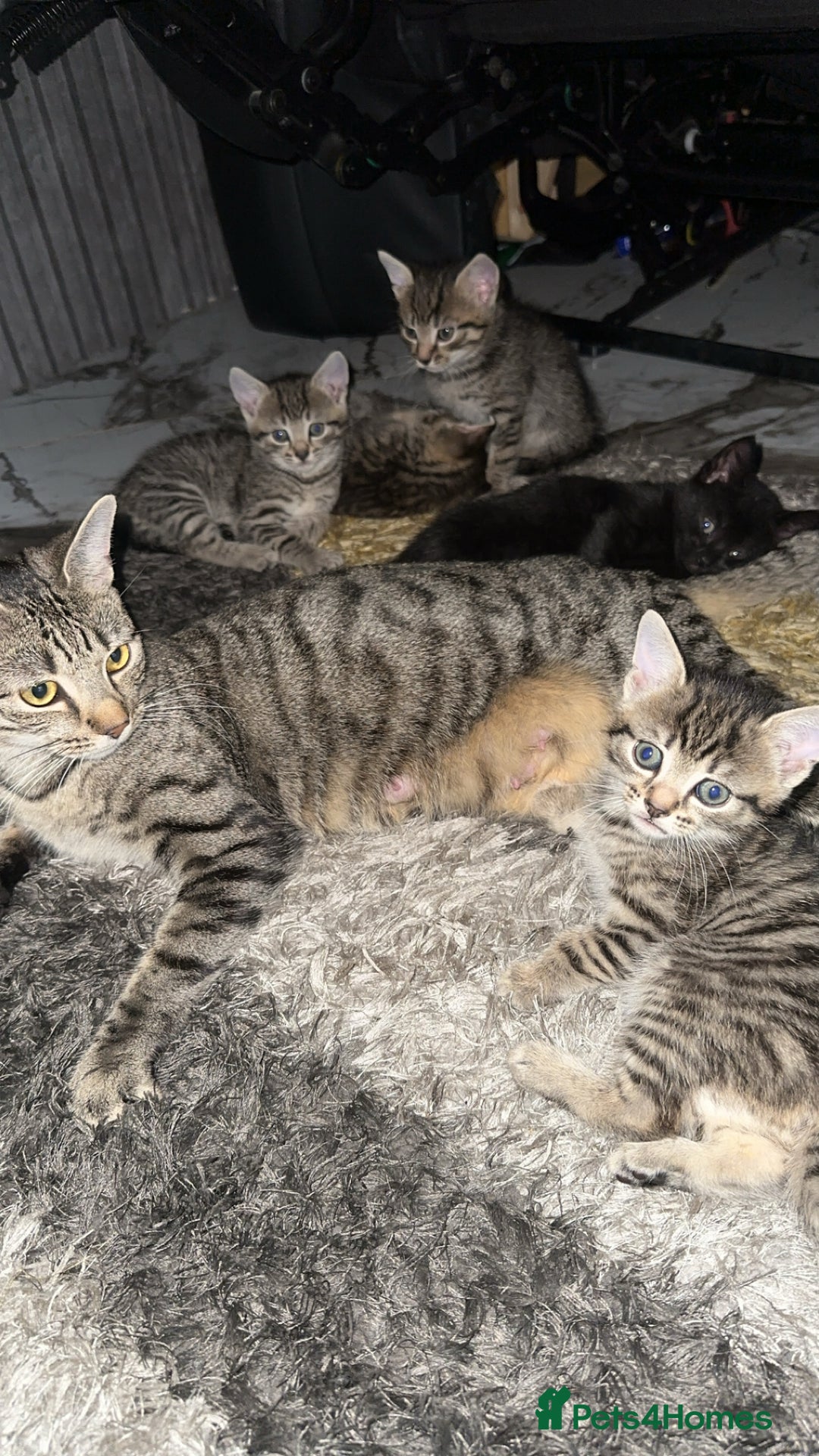 Domestic Shorthair cats for sale: Adorable tabby/bengal kittens to a good home - Image 17