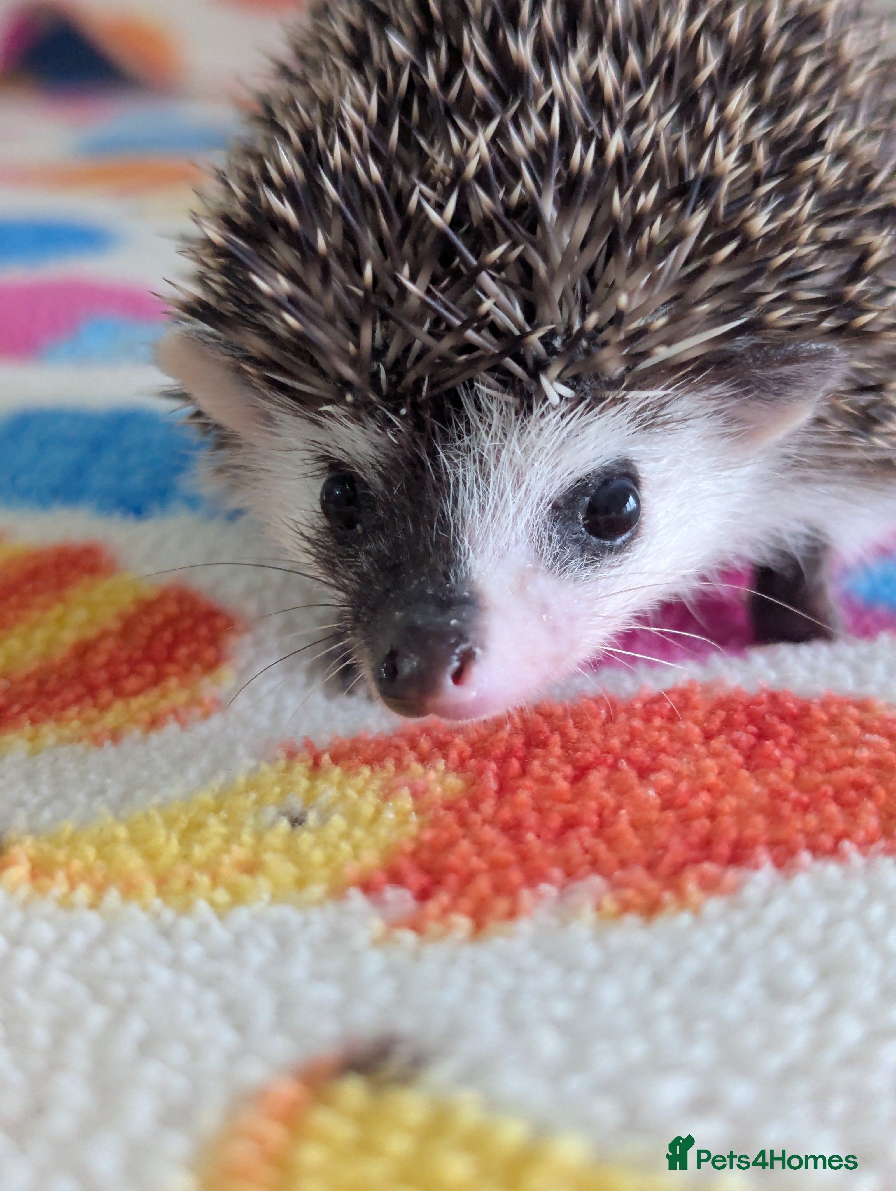 Pygmy Hedgehog rodents Gorgeous Baby Hoglets/Some Ready Now/ Reserve - Advert 13