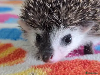Pygmy Hedgehog rodents Gorgeous Baby Hoglets/Some Ready Now/ Reserve - Advert 6