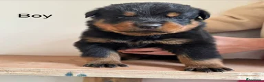 Rottweiler Puppy 3