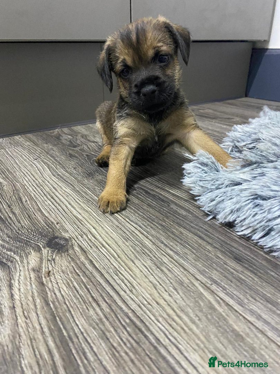 Border Terrier dogs for sale: Beautiful Border Terrier puppies for sale - Advert 18