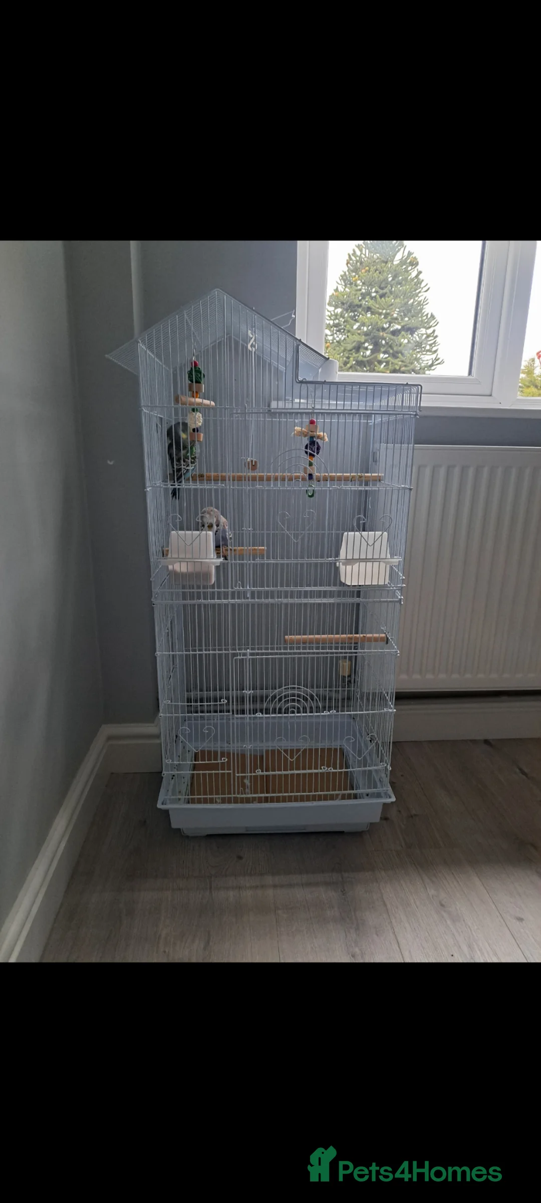Budgerigars birds for sale: 2 Exhibition Budgies with cage and food  in Mansfield - Advert 1