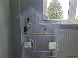 Budgerigars birds 2 Exhibition Budgies with cage and food - Advert 1