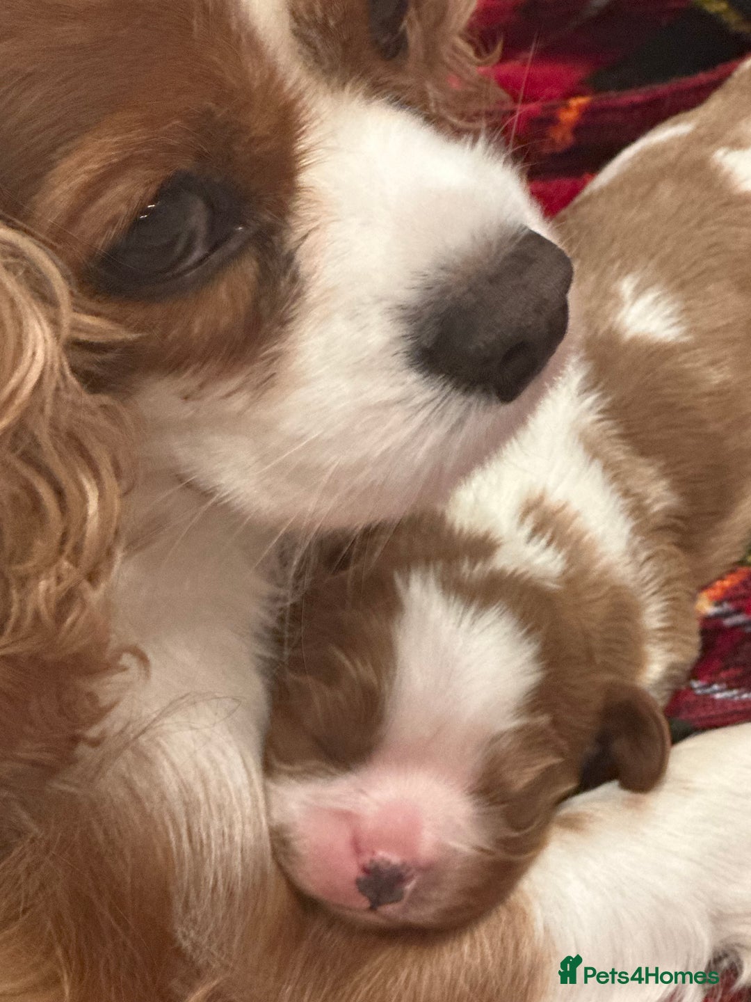 Cavalier King Charles Spaniel dogs for sale: King Charles Cavalier Puppy Champion Stud  - Advert 2