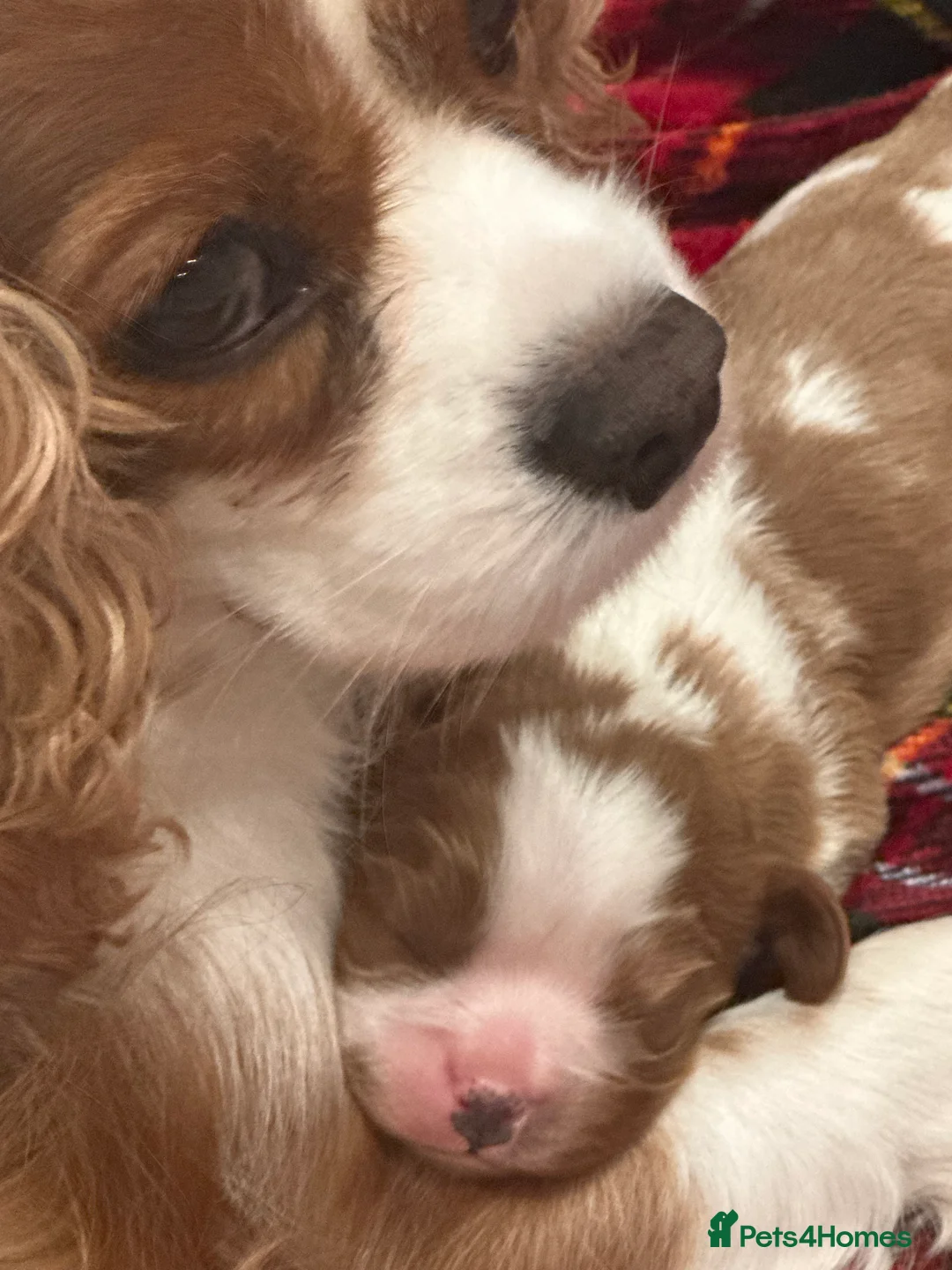Cavalier King Charles Spaniel dogs for sale: King Charles Cavalier BOY Champion  - Advert 3