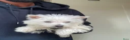 West Highland Terrier dogs for sale: Beautiful West Highland Puppy Girl  in London - Advert 3