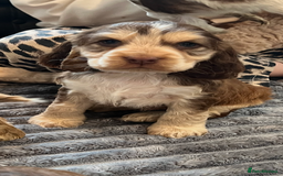 Cocker Spaniel dogs for sale: True show cocker spaniel pups  - Image 21