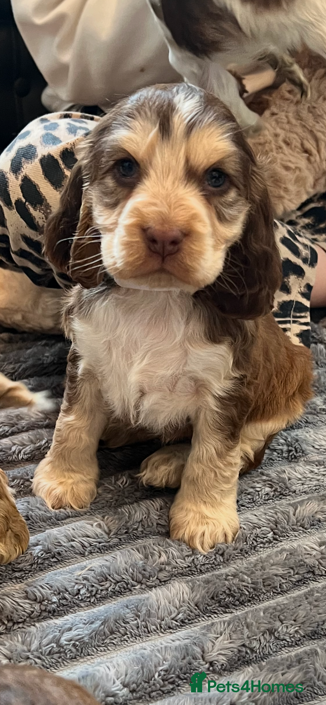 Cocker Spaniel dogs for sale: True show cocker spaniel pups  - Image 21