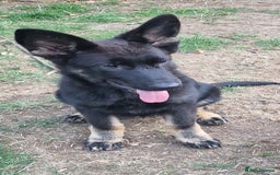 German Shepherd dogs for sale: German shepherd puppy - Image 6