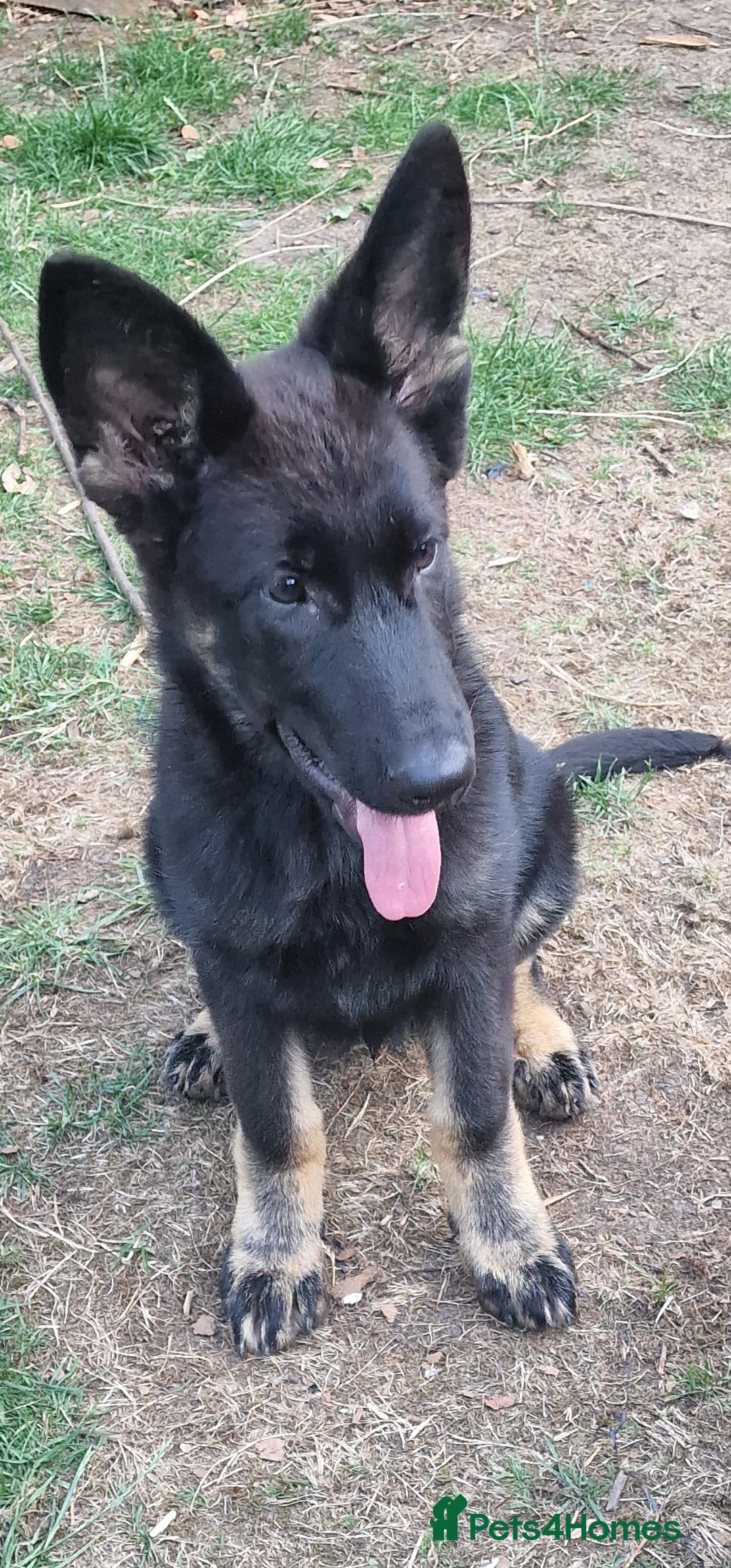German Shepherd dogs for sale: German shepherd puppy - Image 6