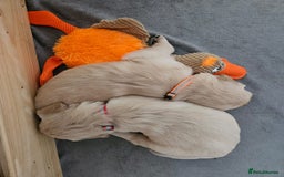 Golden Retriever dogs for sale: Golden retriever puppies - Image 17