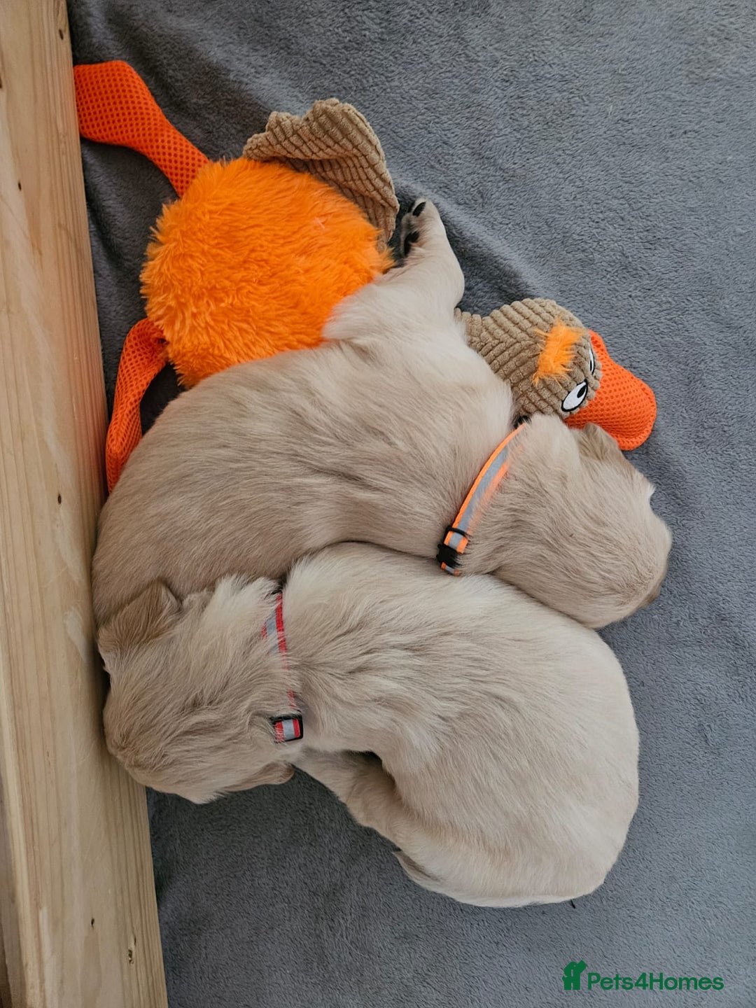 Golden Retriever dogs for sale: Golden retriever puppies - Image 17