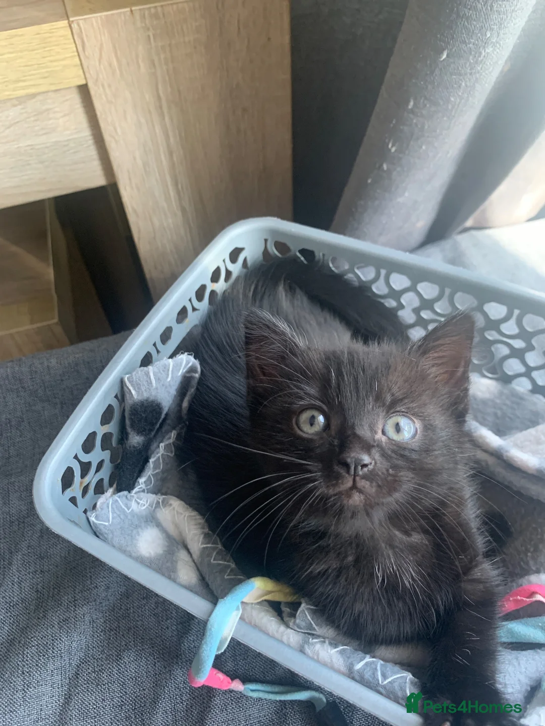 Mixed Breed cats for sale: Beautiful female kitten  - Advert 2