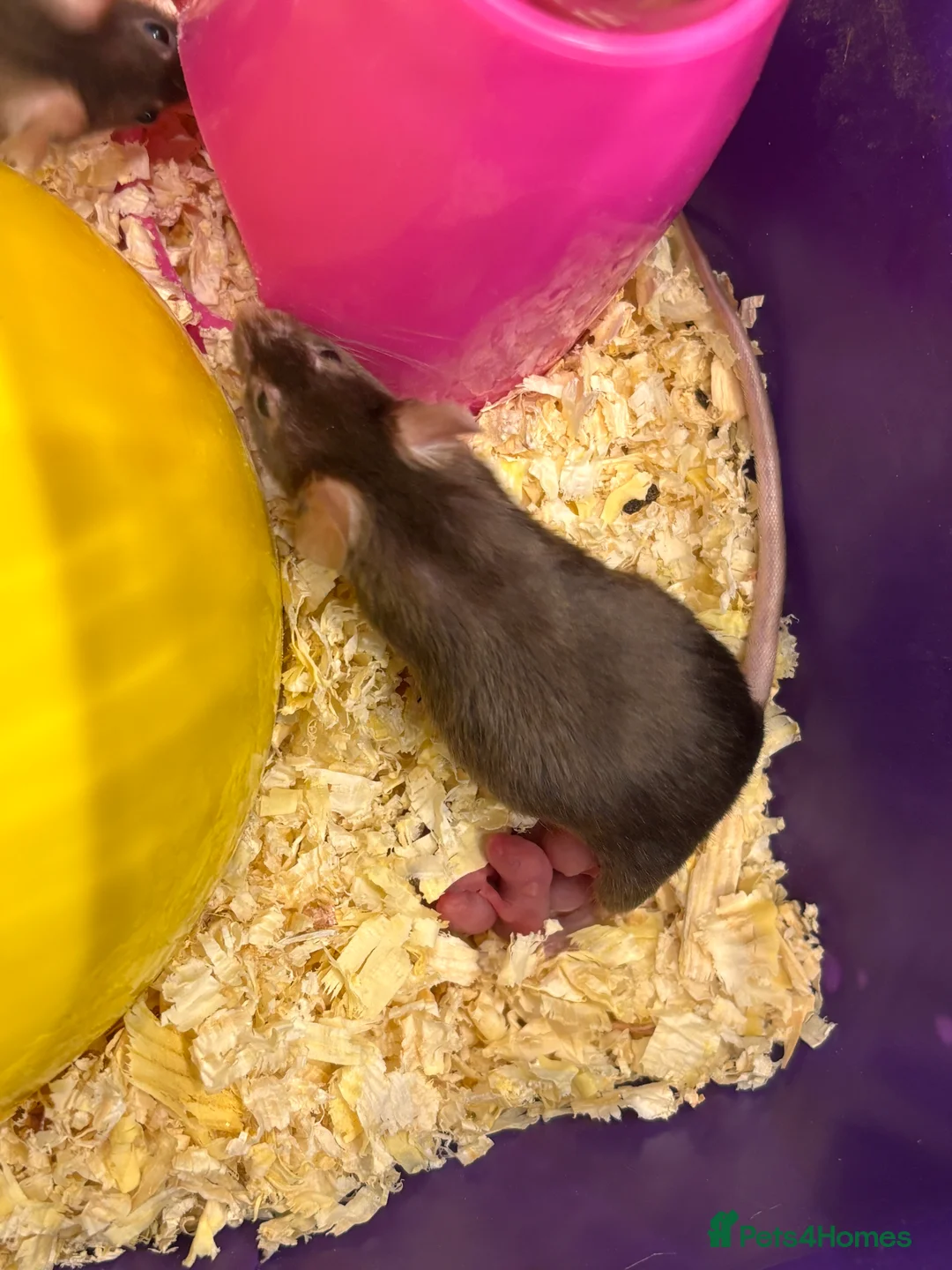 Mouse rodents for sale: Fancy mice regular litters - Advert 2