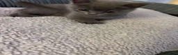 British Shorthair cats for sale: British Shorthair !!  - Advert 9