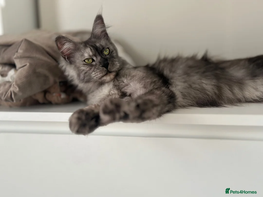 Mixed Breed cats for sale: Maine coon mix breed kittens  - Advert 1