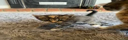Mixed Breed cats for sale: 3 kittens  - Advert 6