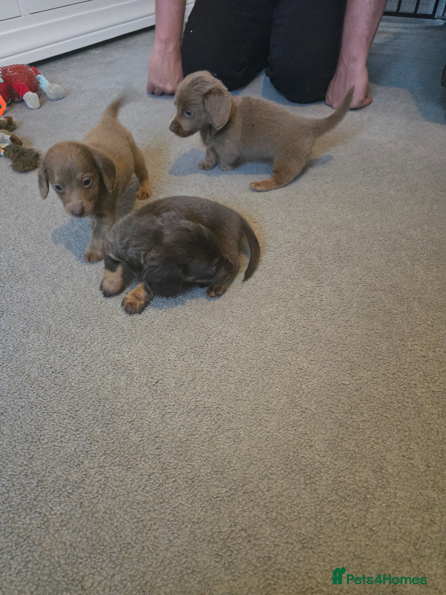 Dachshund dogs Mini long hair dachound avalabel  £750,00  - Advert 1