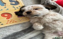 Mixed Breed dogs for sale: 🌟 One Girl left 🌟 Cock-a-Tzu Ready 12/8/25 - Image 23