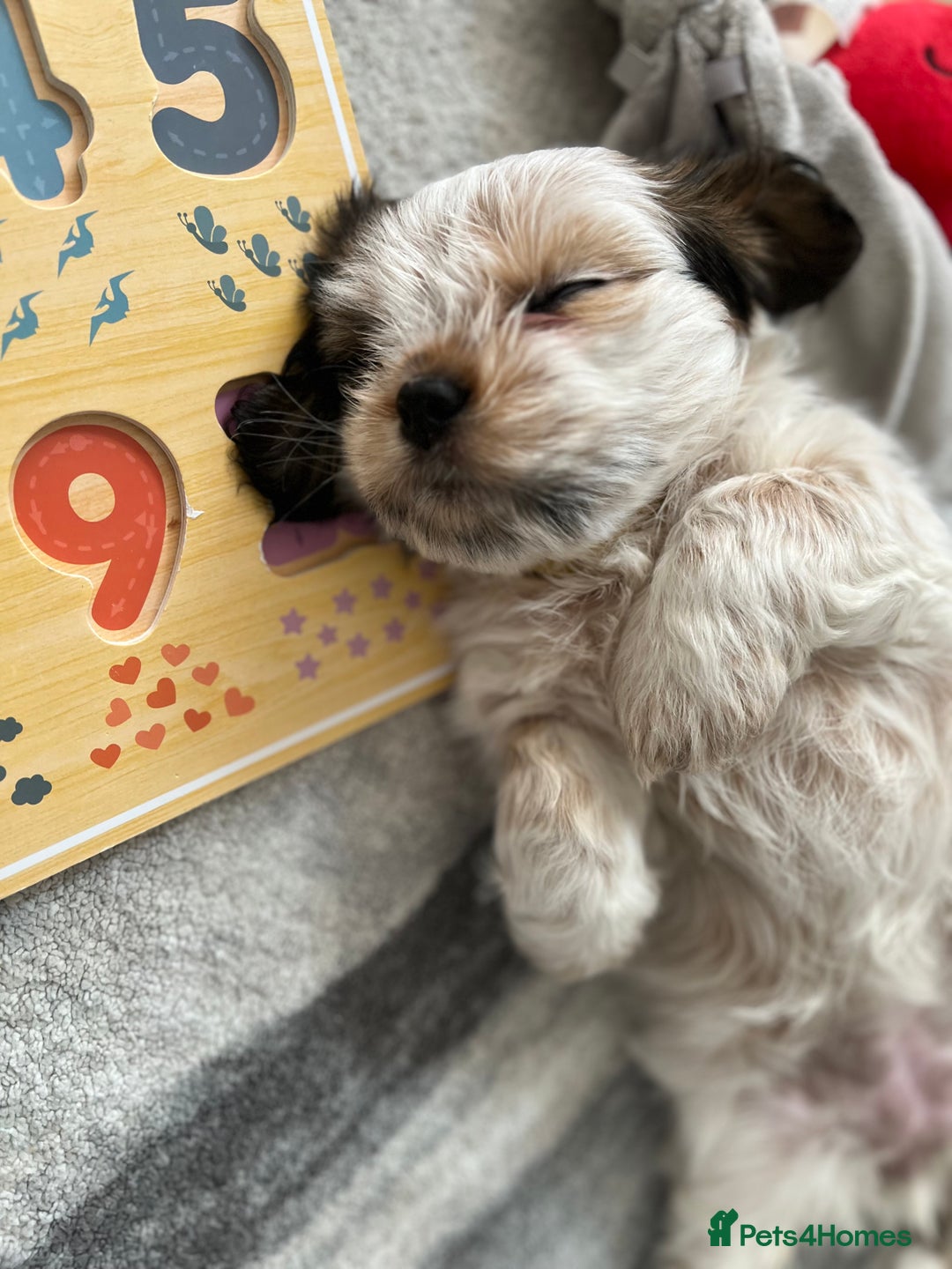 Mixed Breed dogs for sale: 🌟 One Girl left 🌟 Cock-a-Tzu Ready 12/8/25 - Image 23