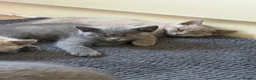 British Shorthair cats for sale: Gorgeous kittens ready to leave in London - Advert 5