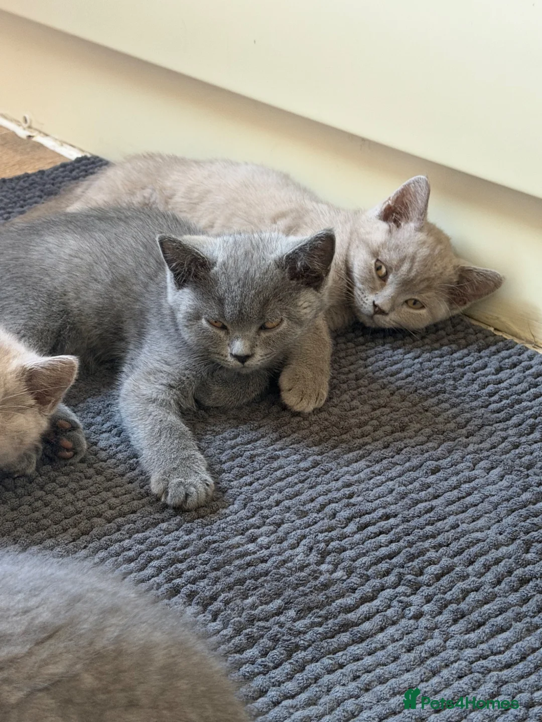 British Shorthair cats for sale: Gorgeous kittens ready to leave in London - Advert 5