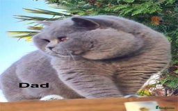 British Shorthair cats for sale: ONLY 1 BOY LEFT -BSH Blue Kittens - Image 7