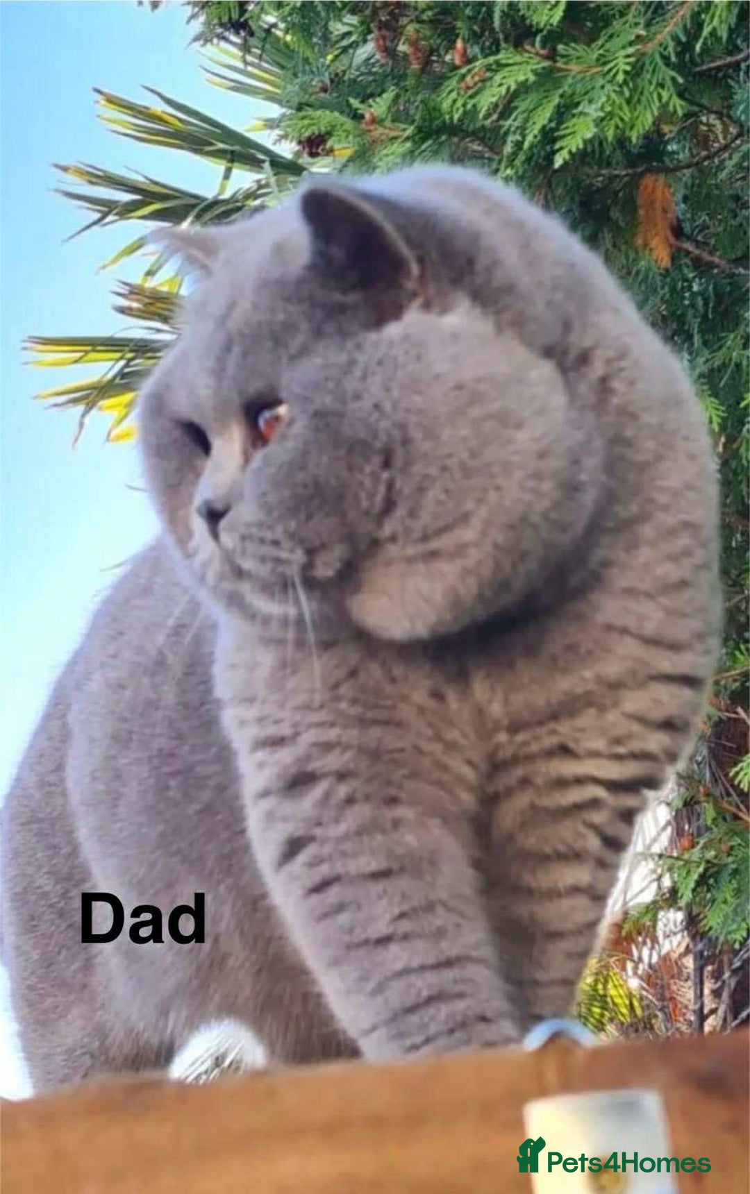 British Shorthair cats for sale: ONLY 1 BOY LEFT -BSH Blue Kittens - Image 7